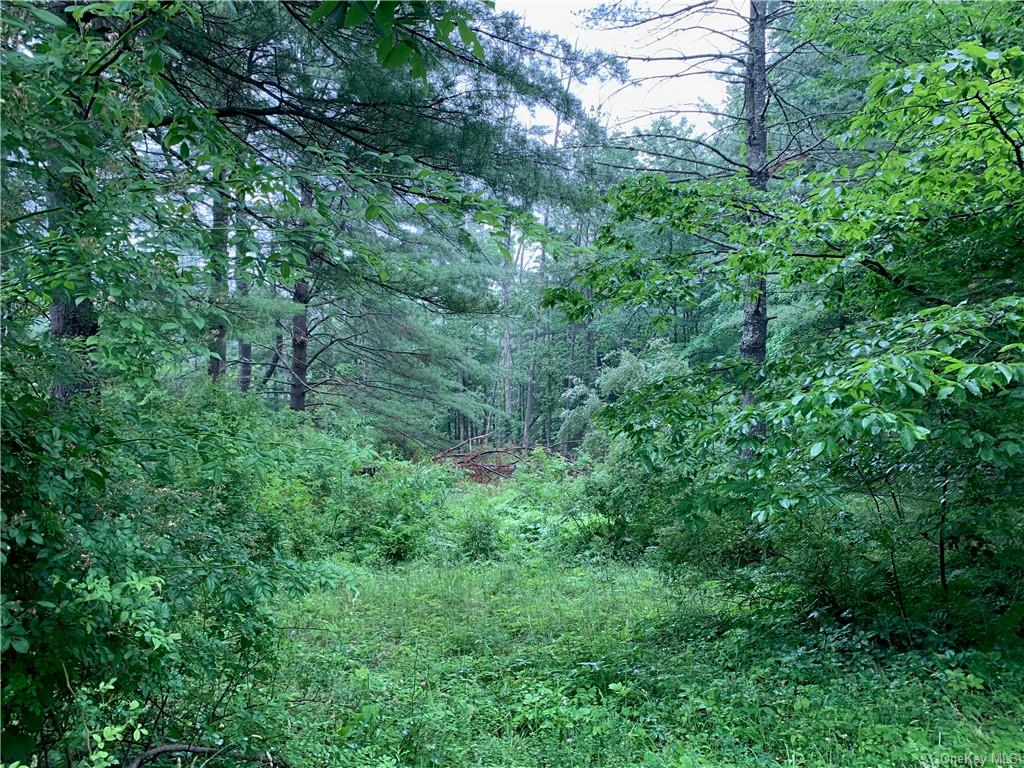 Land in Olive - Piney Point  Ulster, NY 12461