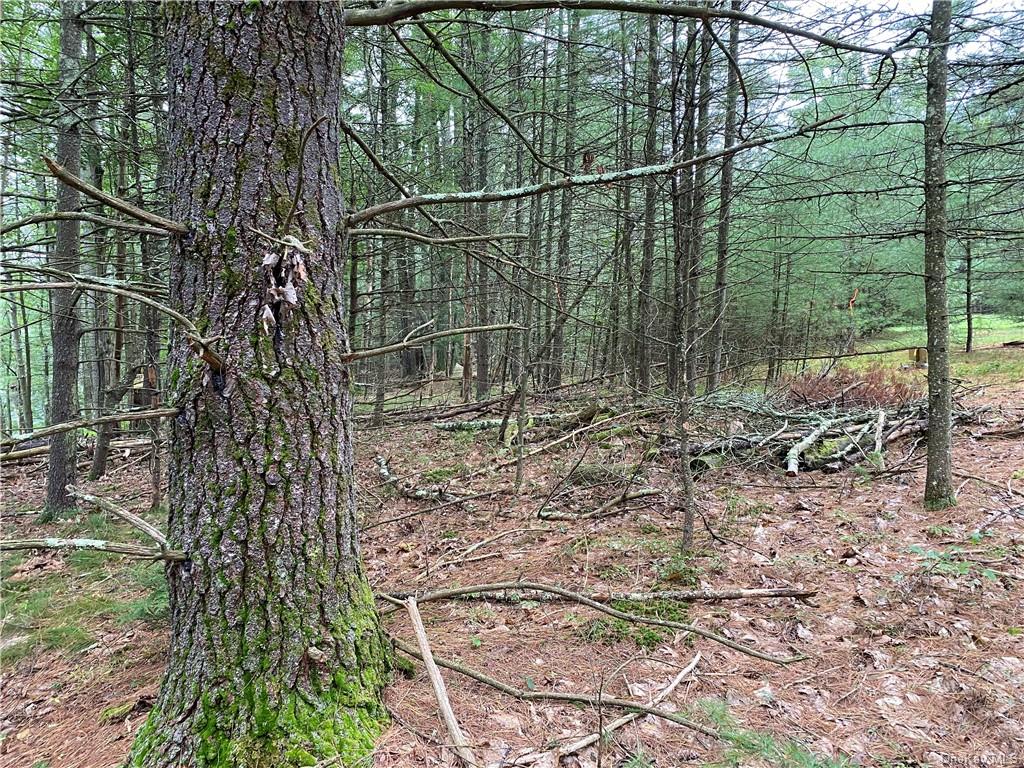 Land Stag Forest  Sullivan, NY 12777, MLS-H6268672-11