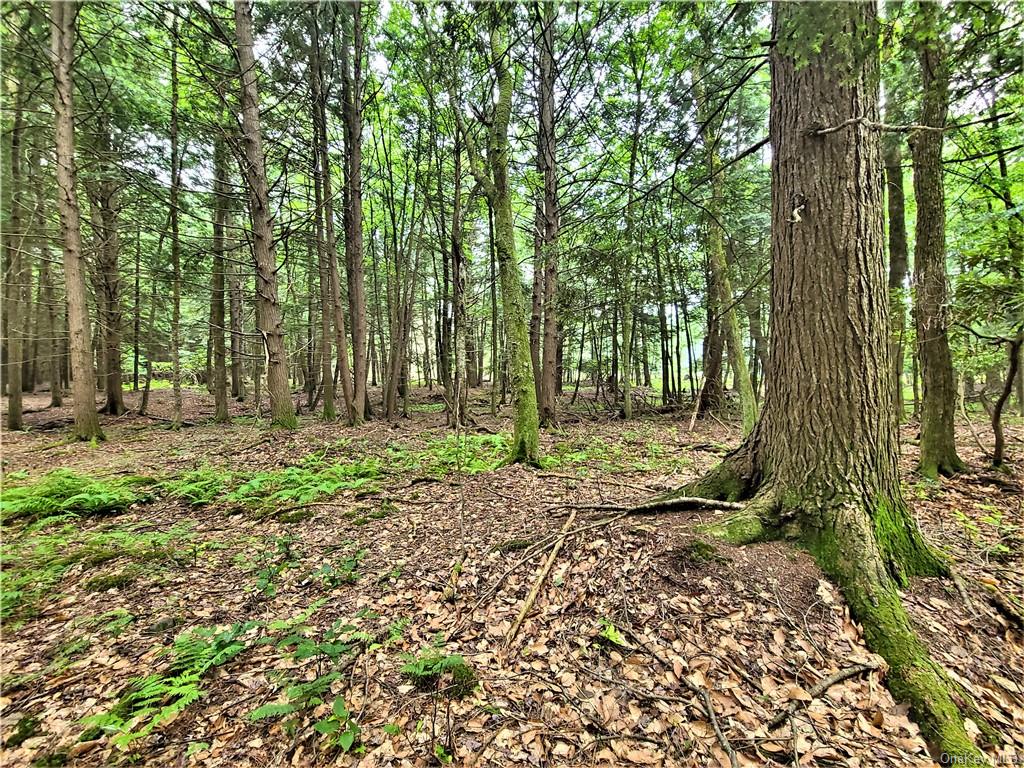 Land Goldsmith  Sullivan, NY 12783, MLS-H6258729-11