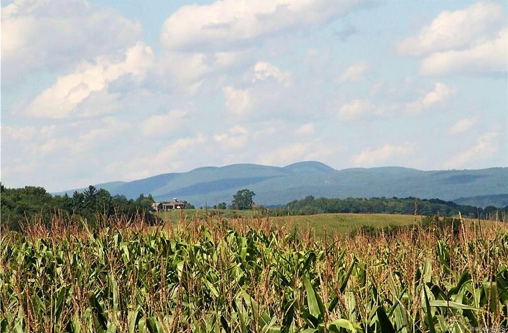 Producing corn field.