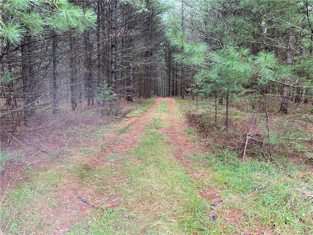 Land Stag Forest  Sullivan, NY 12777, MLS-H6268672-12