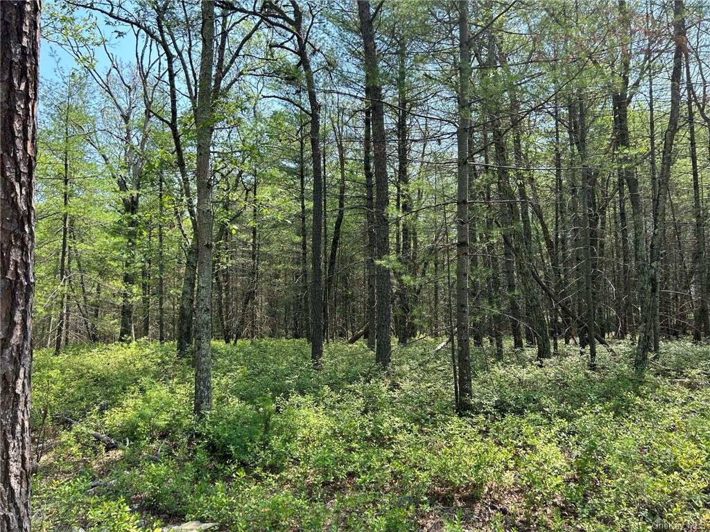 Land Clendening  Ulster, NY 12484, MLS-H6259859-12