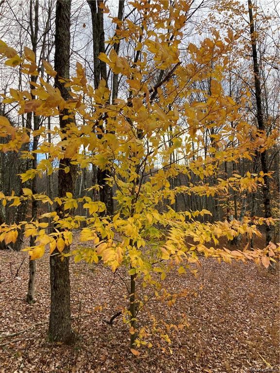 Land Big Woods  Sullivan, NY 12472, MLS-H6274967-14