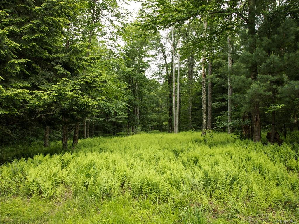 Land Chapin  Sullivan, NY 12720, MLS-H6204195-2