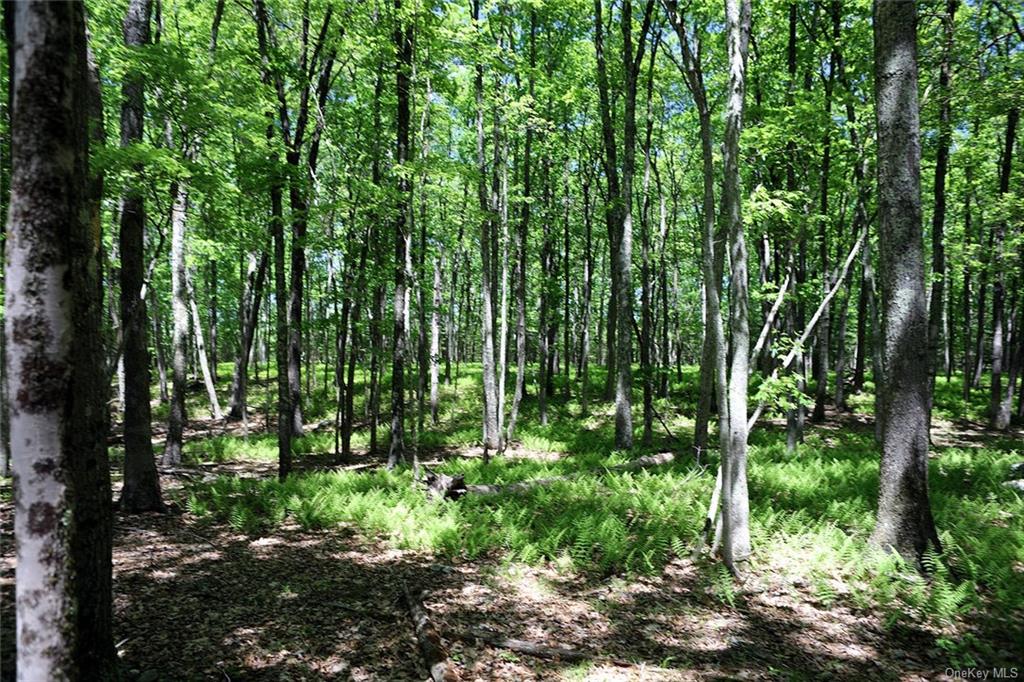 Land Barbara  Sullivan, NY 12723, MLS-H6280499-22