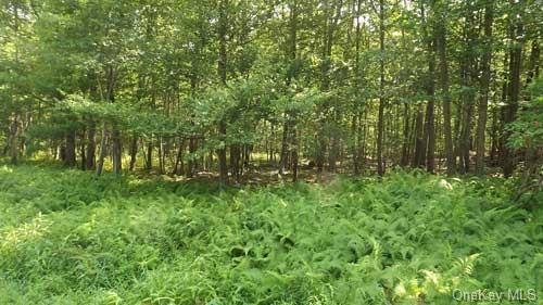 Land Ridge  Out Of Area, NY 18337, MLS-H6262542-3