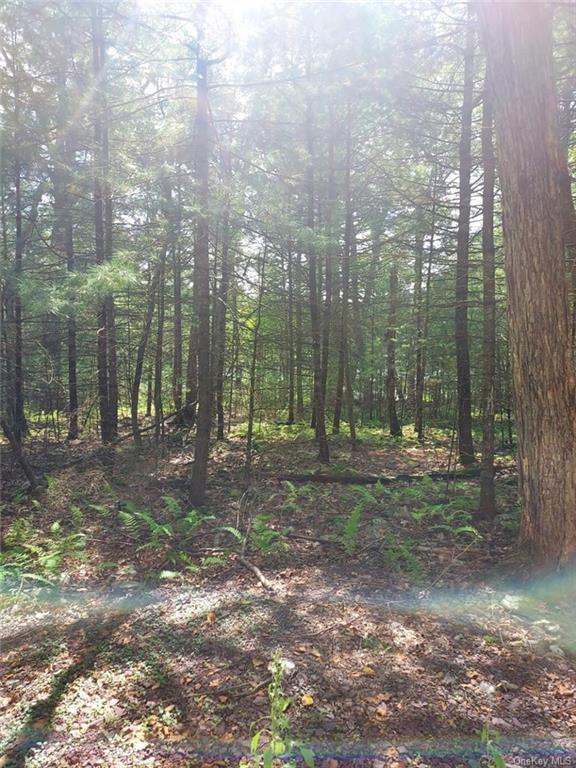 Land County Route 31  Sullivan, NY 12737, MLS-H6257089-6