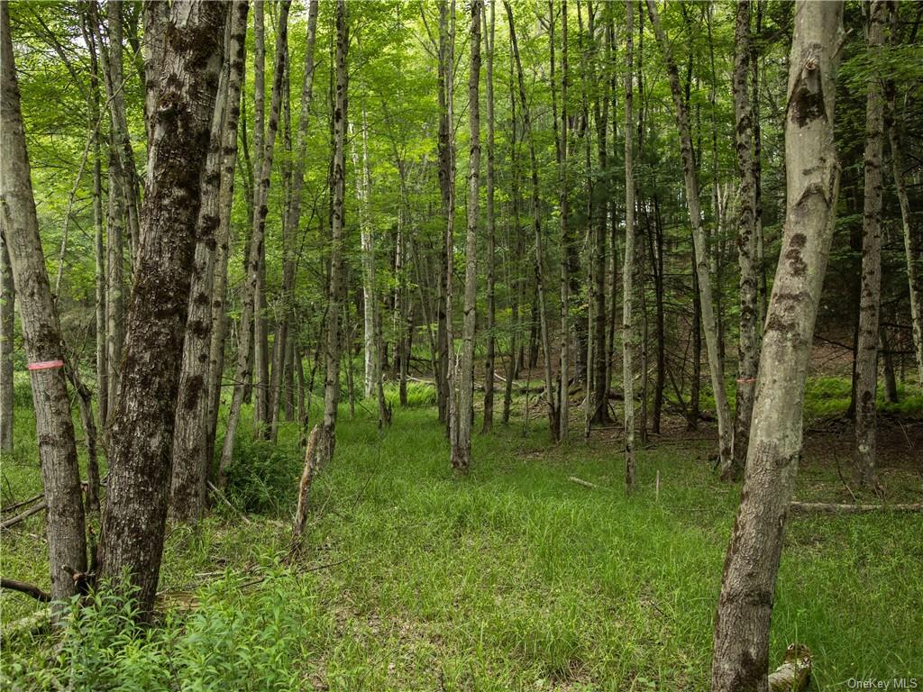 Land Chapin  Sullivan, NY 12720, MLS-H6204195-6