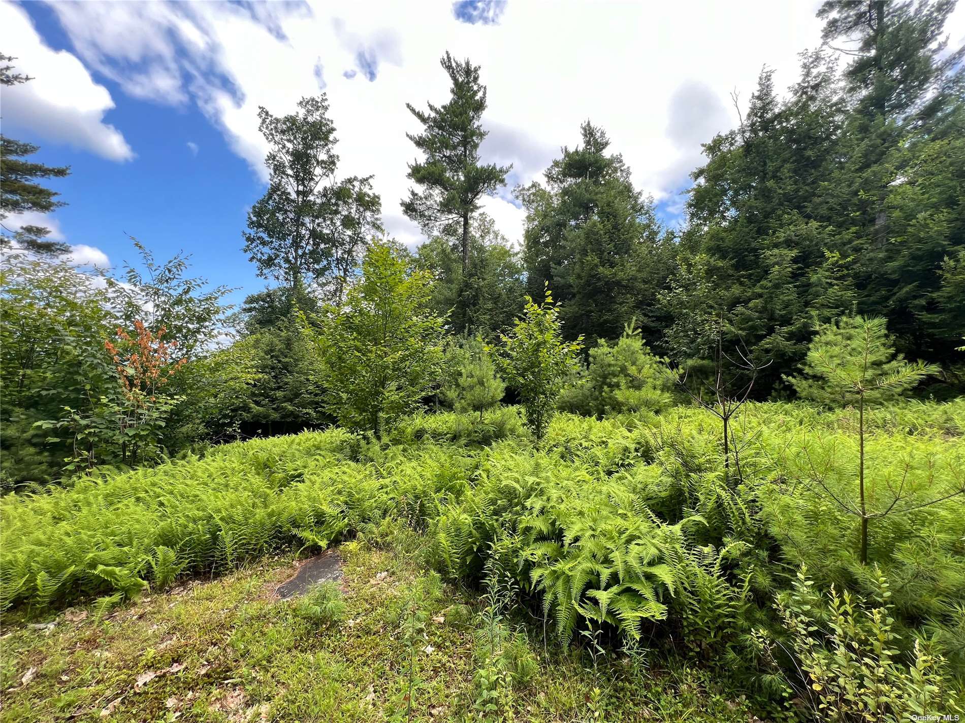 Land Shippee  Out Of Area, NY 12822, MLS-3481425-6