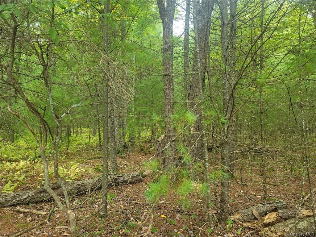 Land County Route 31  Sullivan, NY 12737, MLS-H6257089-7