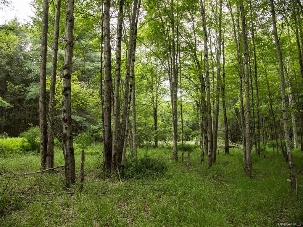 Land Chapin  Sullivan, NY 12720, MLS-H6204195-8