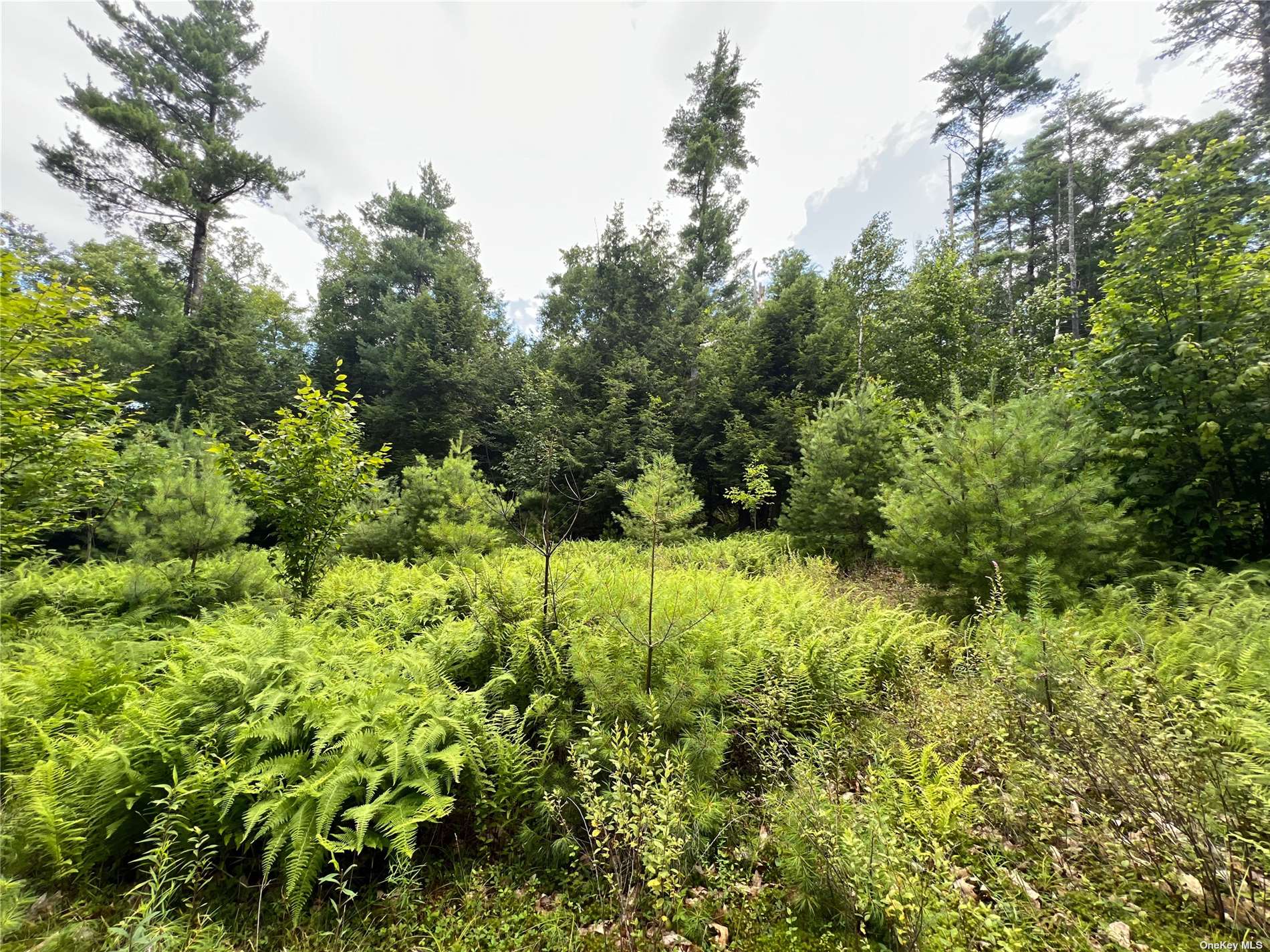 Land Shippee  Out Of Area, NY 12822, MLS-3481425-8