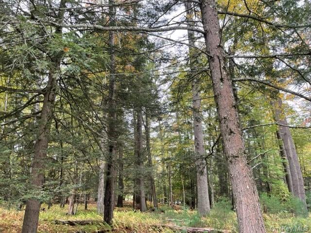 Land Chapin  Sullivan, NY 12720, MLS-H6273528-8