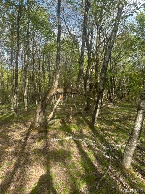 Land State  Sullivan, NY 12754, MLS-H6249164-9